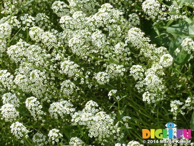 FZ008843 Flowers in the front garden